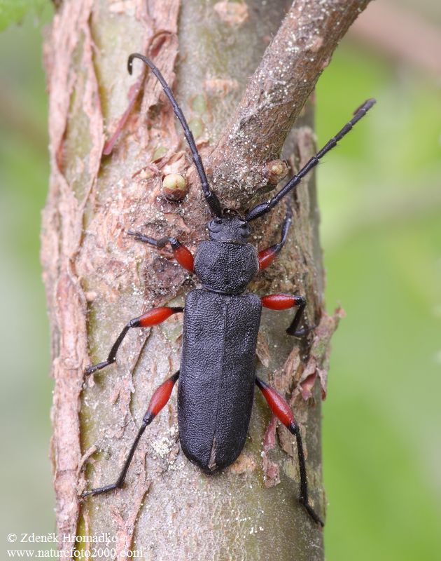 tesařík, Ropalopus femoratus (Linnaeus, 1758), Callidiini, Cerambycidae (Brouci, Coleoptera)